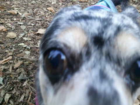 Tilly 2