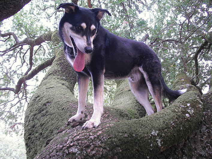 Pico 2