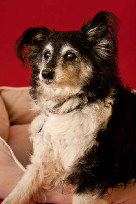 Annie 7