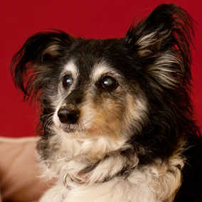 Annie 7