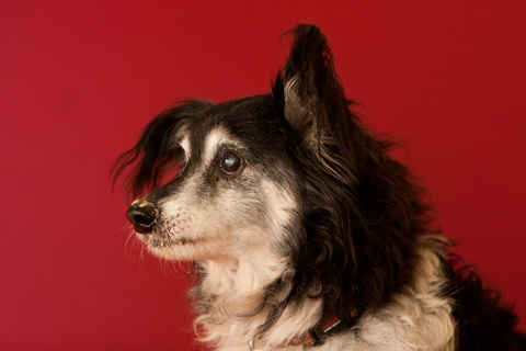 Annie 7