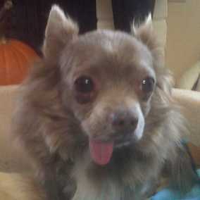 Toby 2