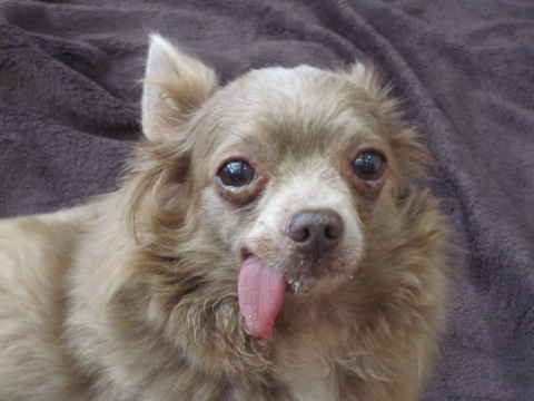 Toby 2