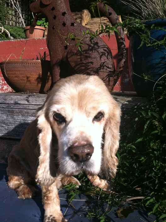 Sammy 5