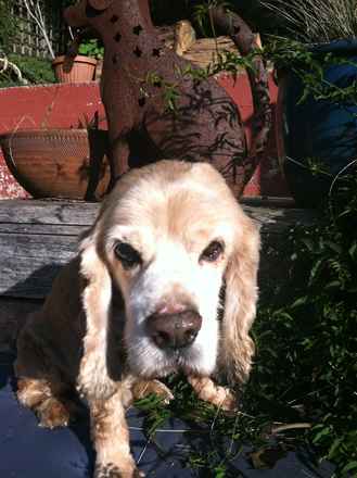 Sammy 5