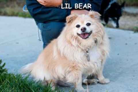 Lil Bear
