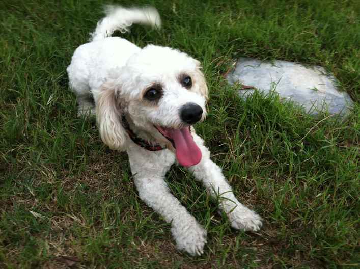 Scamp