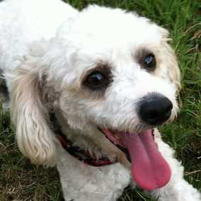 Scamp