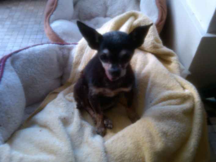 Pippa 2