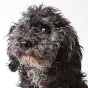Augie Doggie
