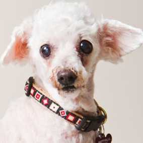 Lambie 3