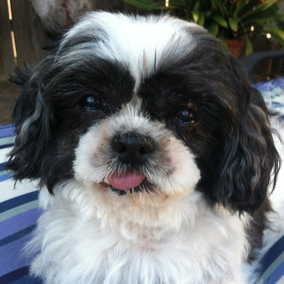 Betty Boops