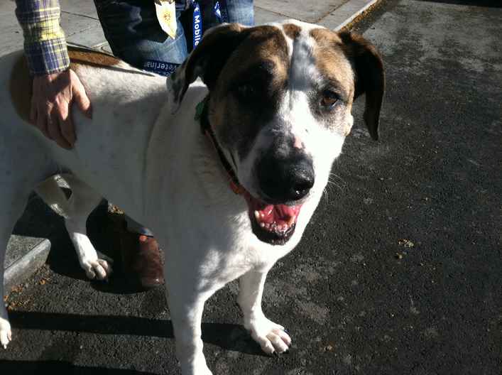 Princess 7