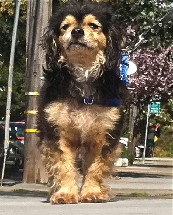 Peanut 4