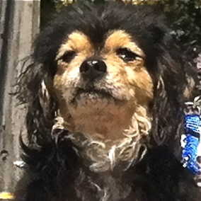 Peanut 4