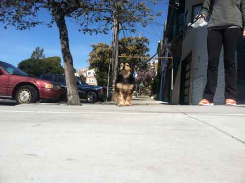 Peanut 4