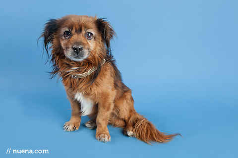 Bailey 7