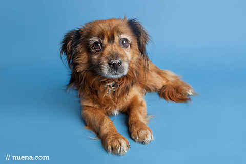Bailey 7