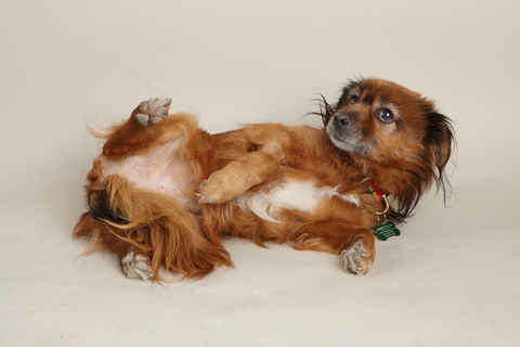 Bailey 7