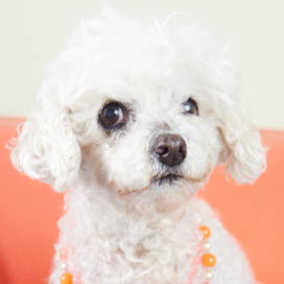 Little Eva