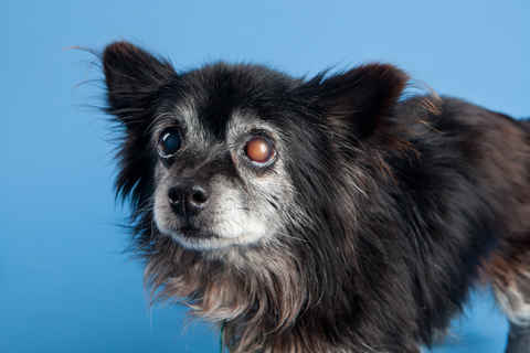 Blackie