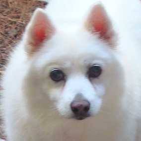 Lily 2