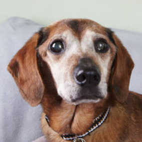 Walter 4