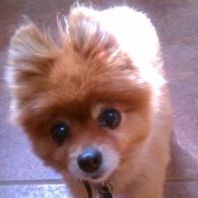 Jazzy 2