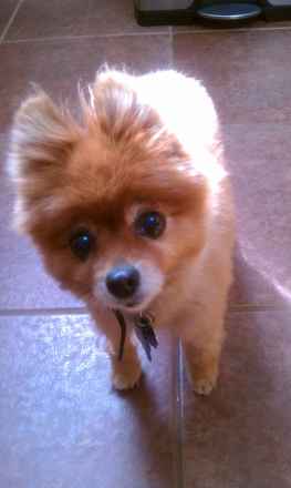 Jazzy 2