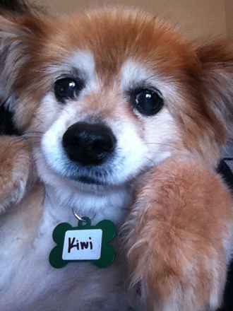 Kiwi