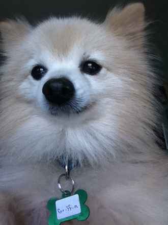 Griffin 2