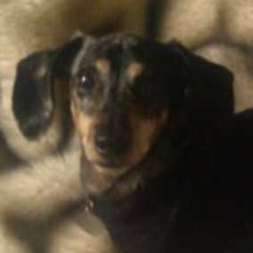 Poppy 2