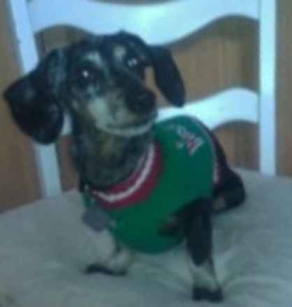 Poppy 2