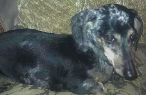 Poppy 2