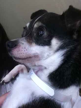 Gizmo 4