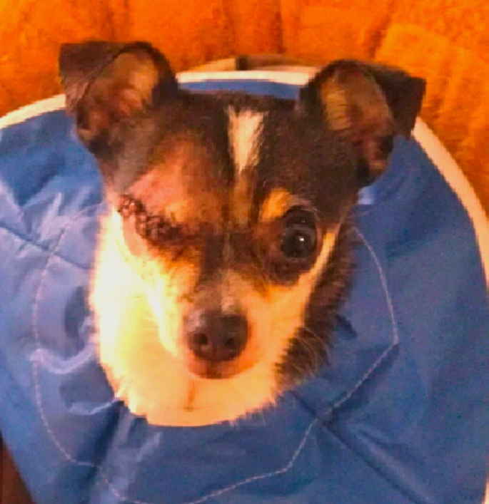 Gizmo 4