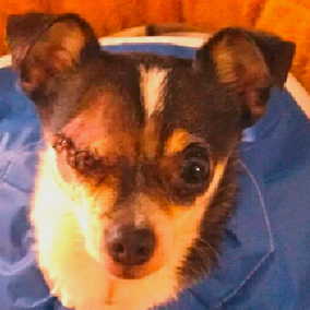 Gizmo 4