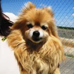 Cubby Bear 2