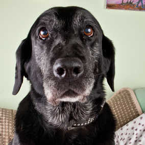Jethro