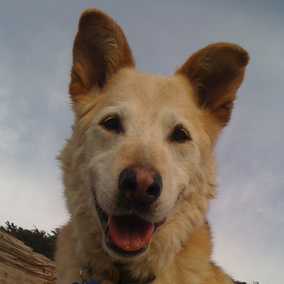 Harriet