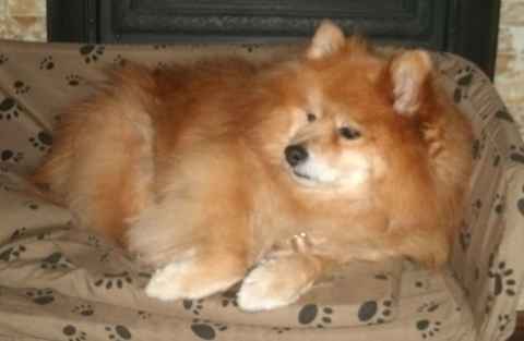 Sparky 6