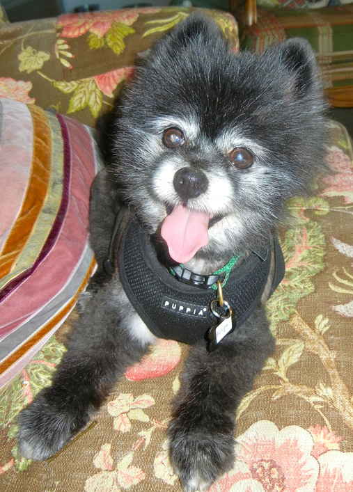 Peluche