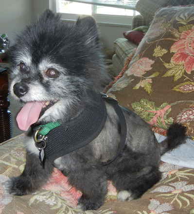 Peluche