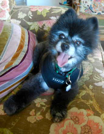 Peluche