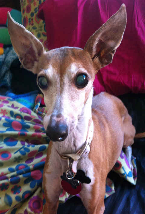 Kali