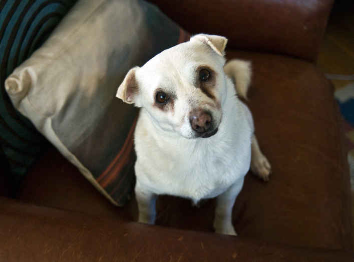 Peanut
