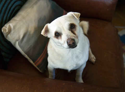 Peanut