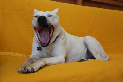Winston