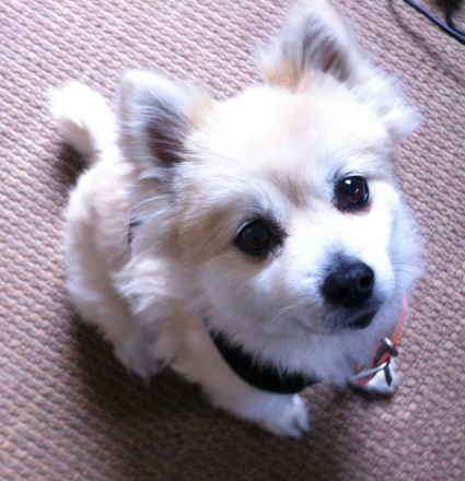 Lizzy