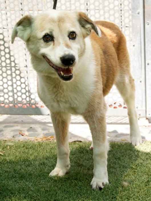 Stella